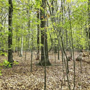 Photo #14 of INDIAN RIDGE LN, ROCKINGHAM, VA 15.7 acres