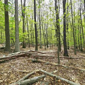 Photo #11 of INDIAN RIDGE LN, ROCKINGHAM, VA 15.7 acres