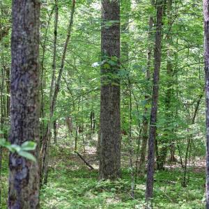 Photo #4 of LOT E LINK EVANS LN, EARLYSVILLE, VA 5.2 acres