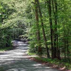 Photo #3 of LOT E LINK EVANS LN, EARLYSVILLE, VA 5.2 acres