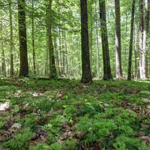 Photo #5 of LOT E LINK EVANS LN, EARLYSVILLE, VA 5.2 acres