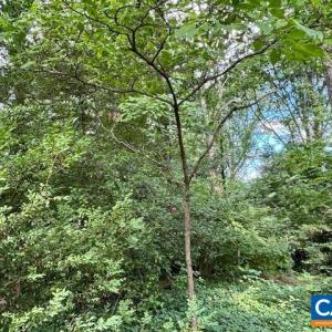 Photo #6 of 1426 DAIRY RD, CHARLOTTESVILLE, VA 0.5 acres