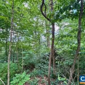 Photo #4 of 1426 DAIRY RD, CHARLOTTESVILLE, VA 0.5 acres