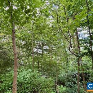 Photo #2 of 1426 DAIRY RD, CHARLOTTESVILLE, VA 0.5 acres