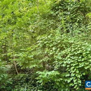 Photo #8 of 1426 DAIRY RD, CHARLOTTESVILLE, VA 0.5 acres