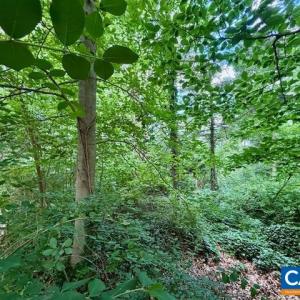 Photo #3 of 1426 DAIRY RD, CHARLOTTESVILLE, VA 0.5 acres