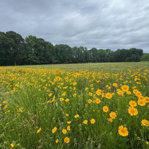 Photo #11 of TBD PECAN LN, CARDINAL, VA 10.2 acres