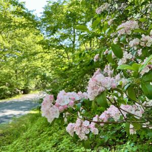 Photo #3 of 62 SPLIT ROCK TRL, WINTERGREEN RESORT, VA 0.4 acres