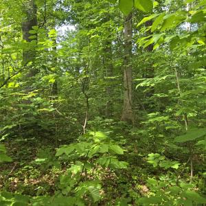 Photo #8 of 14314 WILLIS CT, ORANGE, VA 2.2 acres