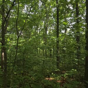 Photo #7 of 14314 WILLIS CT, ORANGE, VA 2.2 acres