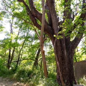 Photo #9 of 2410 MAUZY ATHLONE RD, BROADWAY, VA 18.3 acres