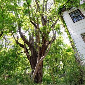 Photo #11 of 2410 MAUZY ATHLONE RD, BROADWAY, VA 18.3 acres