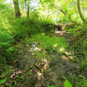 Photo #19 of 2410 MAUZY ATHLONE RD, BROADWAY, VA 18.3 acres