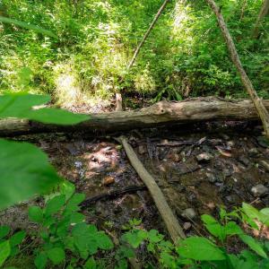 Photo #18 of 2410 MAUZY ATHLONE RD, BROADWAY, VA 18.3 acres