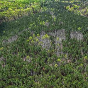 Photo #28 of 4048 OLD GRAIN RD, CORBIN, VA 843.0 acres