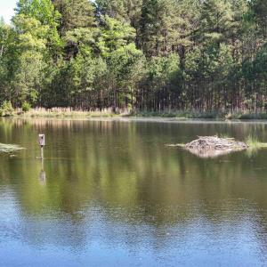 Photo #15 of 4048 OLD GRAIN RD, CORBIN, VA 843.0 acres