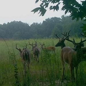 Photo #21 of 4048 OLD GRAIN RD, CORBIN, VA 843.0 acres