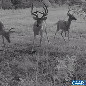 Photo #3 of 4048 OLD GRAIN RD, CORBIN, VA 843.0 acres