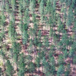 Photo #31 of 4048 OLD GRAIN RD, CORBIN, VA 843.0 acres