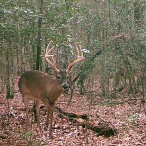 Photo #20 of 4048 OLD GRAIN RD, CORBIN, VA 843.0 acres