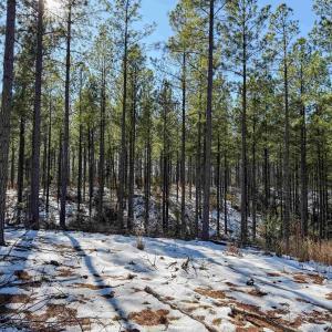 Photo #48 of 4048 OLD GRAIN RD, CORBIN, VA 843.0 acres