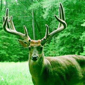 Photo #22 of 4048 OLD GRAIN RD, CORBIN, VA 843.0 acres