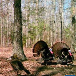 Photo #25 of 4048 OLD GRAIN RD, CORBIN, VA 843.0 acres