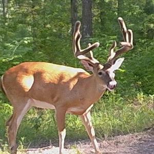 Photo #27 of 4048 OLD GRAIN RD, CORBIN, VA 843.0 acres