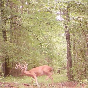 Photo #23 of 4048 OLD GRAIN RD, CORBIN, VA 843.0 acres