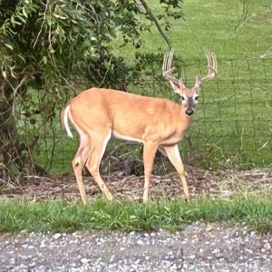 Photo #49 of 1065 MIDDLEBROOK RD, STAUNTON, VA 15.4 acres