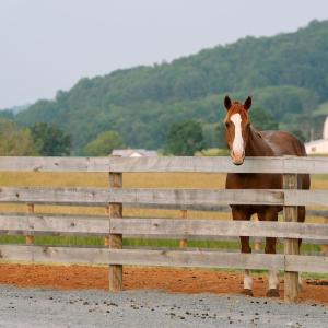 Photo #45 of 1065 MIDDLEBROOK RD, STAUNTON, VA 15.4 acres