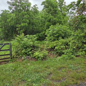 Photo #5 of 900 SANDY BOTTOM RD, ELKTON, VA 2.0 acres