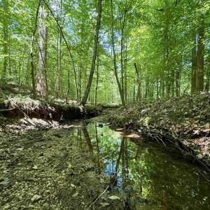 Photo #10 of WELSHMAN LN, MINERAL, VA 13.5 acres