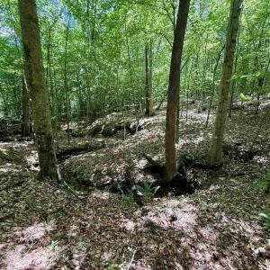 Photo #12 of WELSHMAN LN, MINERAL, VA 13.5 acres
