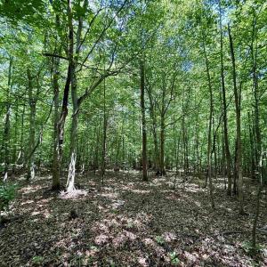 Photo #13 of WELSHMAN LN, MINERAL, VA 13.5 acres
