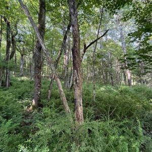 Photo #1 of TBD FISH HATCHERY LN, MONTEBELLO, VA 5.2 acres
