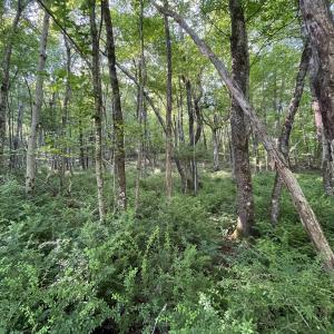 Photo #3 of TBD FISH HATCHERY LN, MONTEBELLO, VA 5.2 acres