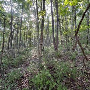 Photo #2 of TBD FISH HATCHERY LN, MONTEBELLO, VA 5.2 acres