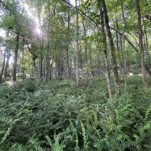 Photo #4 of TBD FISH HATCHERY LN, MONTEBELLO, VA 5.2 acres