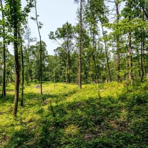 Photo #7 of PINEY WOODS RD, TIMBERVILLE, VA 15.2 acres