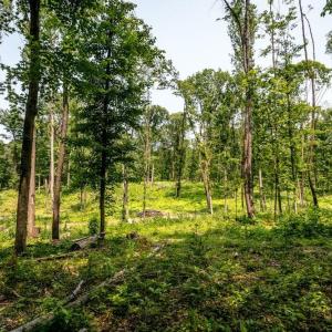 Photo #4 of PINEY WOODS RD, TIMBERVILLE, VA 15.2 acres