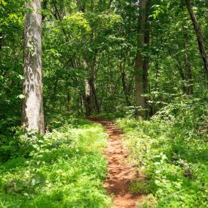 Photo #14 of HYLAND RIDGE DR, CHARLOTTESVILLE, VA 21.0 acres