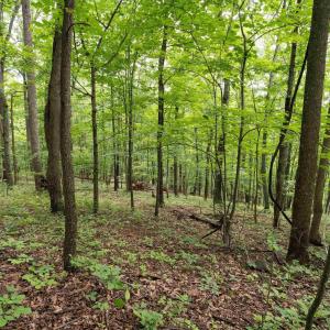 Photo #30 of HYLAND RIDGE DR, CHARLOTTESVILLE, VA 21.0 acres