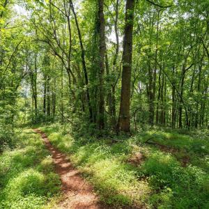 Photo #17 of HYLAND RIDGE DR, CHARLOTTESVILLE, VA 21.0 acres