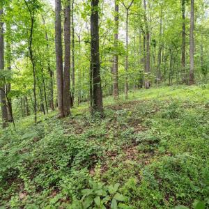 Photo #20 of HYLAND RIDGE DR, CHARLOTTESVILLE, VA 21.0 acres