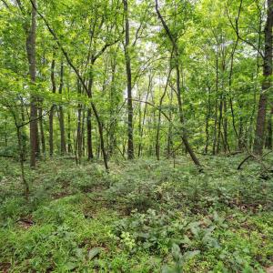 Photo #21 of HYLAND RIDGE DR, CHARLOTTESVILLE, VA 21.0 acres