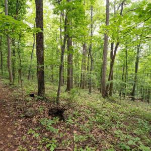 Photo #31 of HYLAND RIDGE DR, CHARLOTTESVILLE, VA 21.0 acres