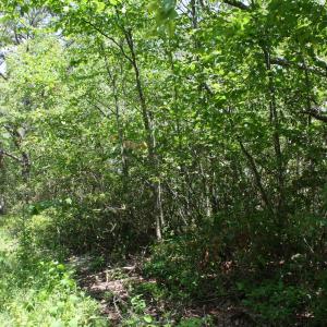 Photo #3 of 42 HIGH VALLEY SOUTH, MONTEREY, VA 5.0 acres