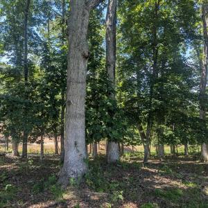 Photo #10 of Lot 7 ADVANCE MILLS RD, RUCKERSVILLE, VA 2.5 acres