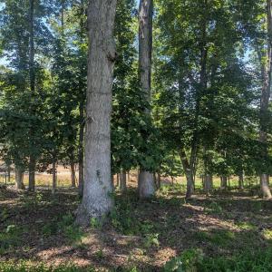Photo #11 of Lot 7 ADVANCE MILLS RD, RUCKERSVILLE, VA 2.5 acres